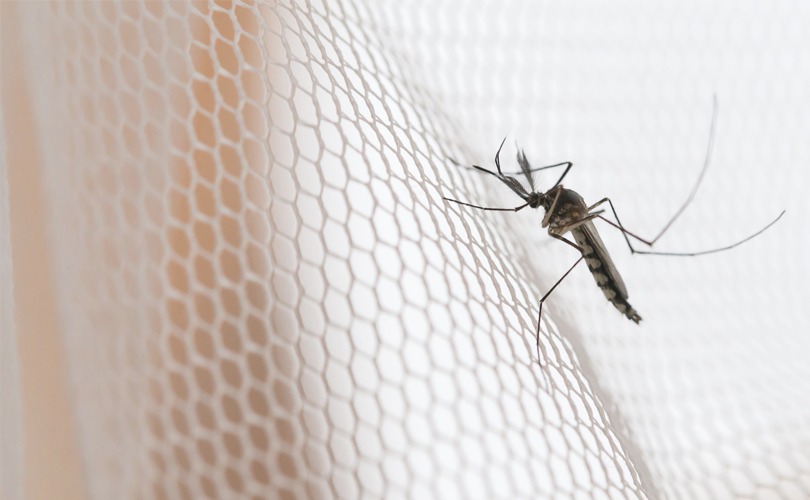 Importance of Mosquito Nets